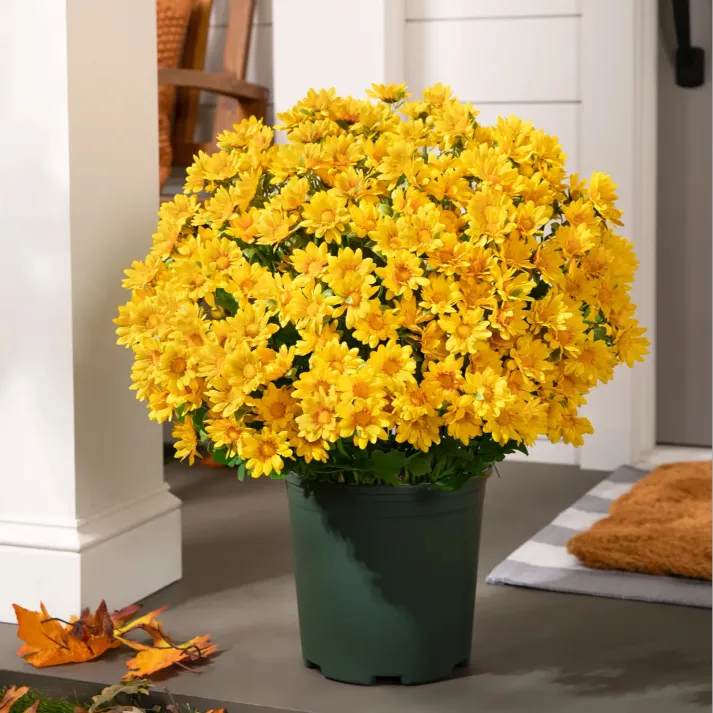 🏆 50K+ SOLD! 💥Last Day Each - Artificial Outdoor Sunset Mums Flowers -  Waterproof, Windproof