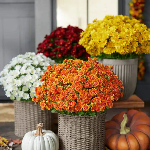 🏆 50K+ SOLD! 💥Last Day Each - Artificial Outdoor Sunset Mums Flowers -  Waterproof, Windproof