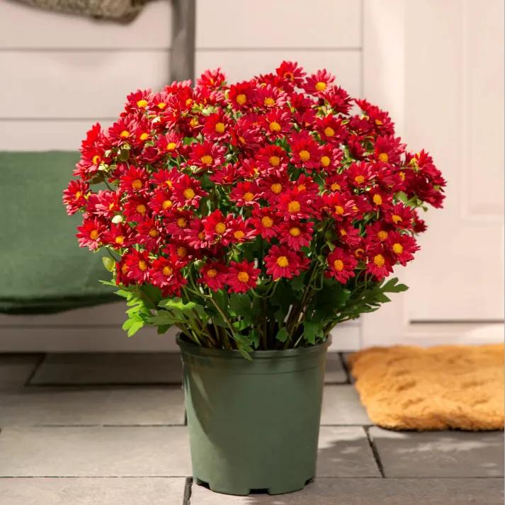 🏆 50K+ SOLD! 💥Last Day Each - Artificial Outdoor Sunset Mums Flowers -  Waterproof, Windproof