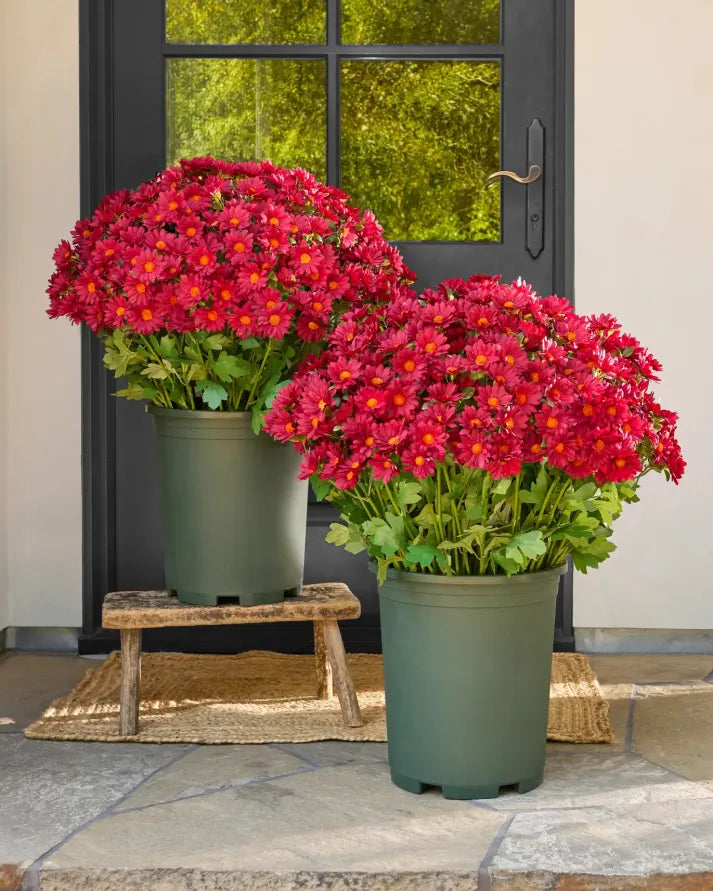 🏆 50K+ SOLD! 💥Last Day Each - Artificial Outdoor Sunset Mums Flowers -  Waterproof, Windproof
