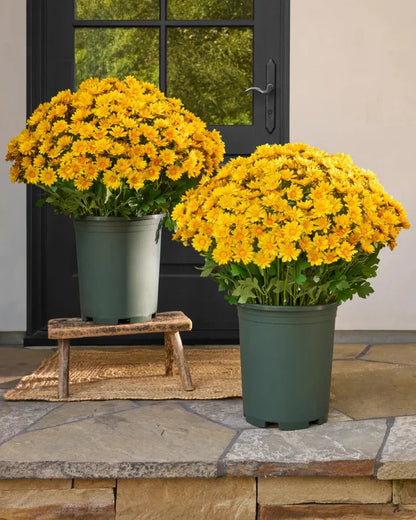 🏆 50K+ SOLD! 💥Last Day Each - Artificial Outdoor Sunset Mums Flowers -  Waterproof, Windproof