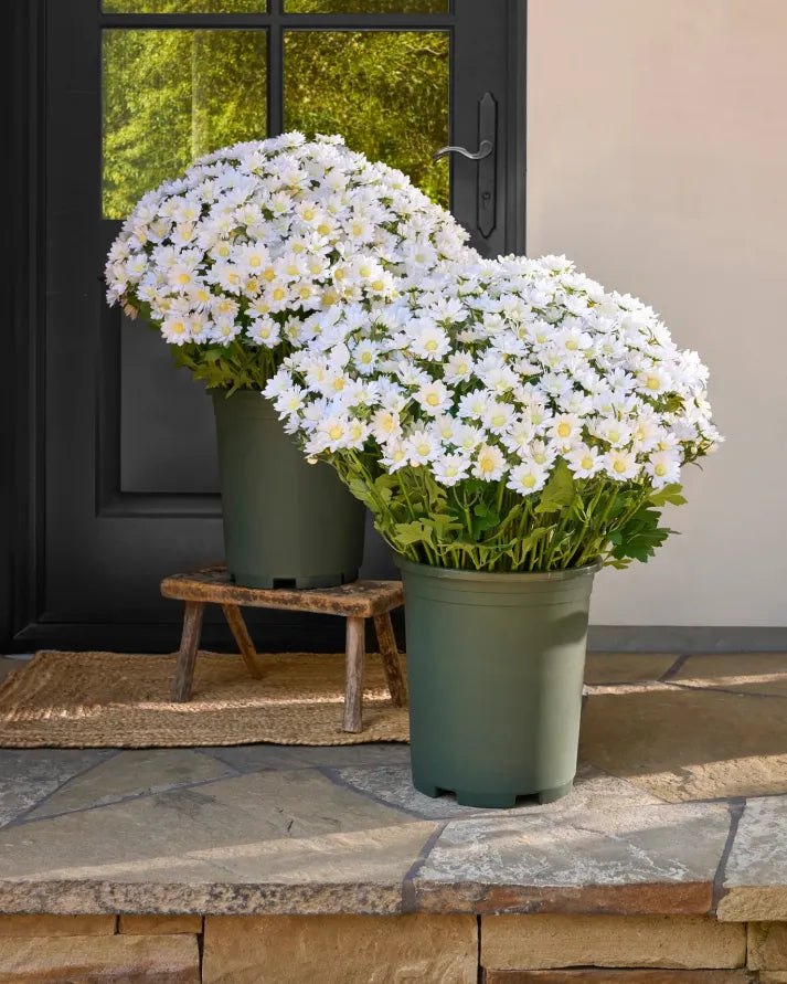 🏆 50K+ SOLD! 💥Last Day Each - Artificial Outdoor Sunset Mums Flowers -  Waterproof, Windproof