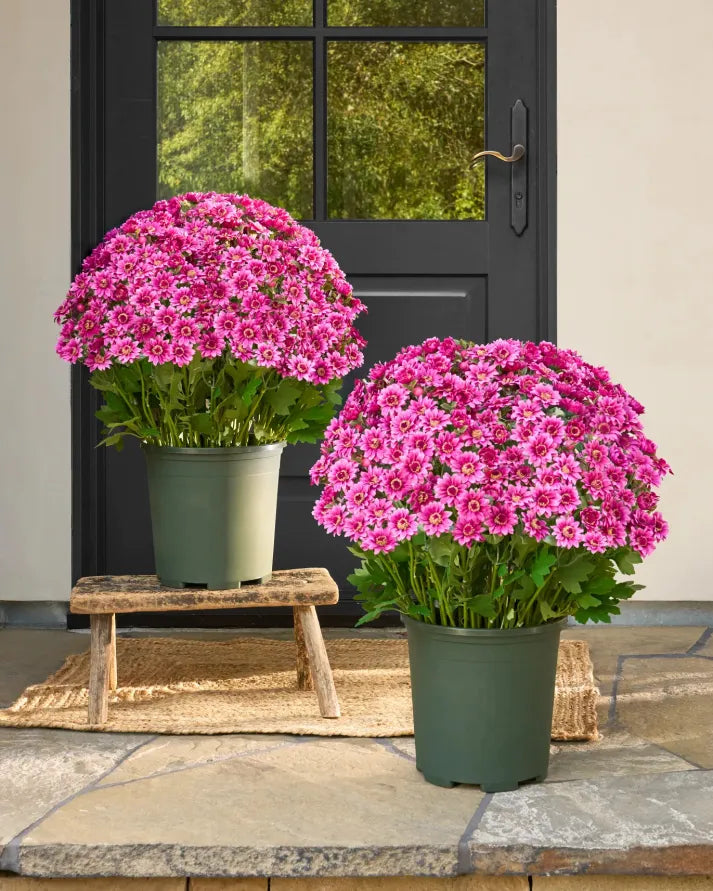🏆 50K+ SOLD! 💥Last Day Each - Artificial Outdoor Sunset Mums Flowers -  Waterproof, Windproof