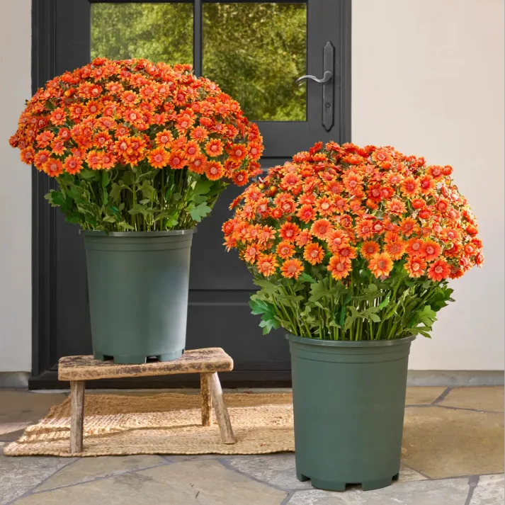 🏆 50K+ SOLD! 💥Last Day Each - Artificial Outdoor Sunset Mums Flowers -  Waterproof, Windproof